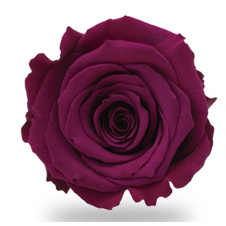 Роза стандарт 6 гол фиолетовый 2840