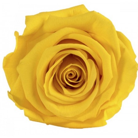 Роза стандарт 6 гол желтый 2340
