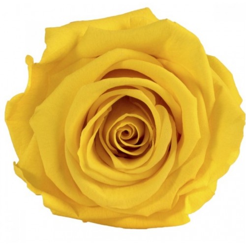 Роза стандарт 6 гол желтый 2340