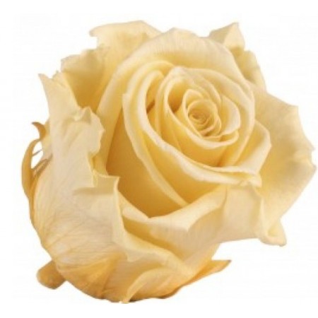 Роза стандарт 6 гол желтый 2360