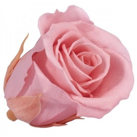 Роза стандарт 6 гол розовый 2420