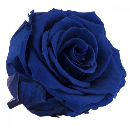 Роза стандарт 6 гол голубой 2630