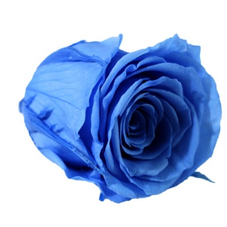 Роза стандарт 6 гол голубой 2640