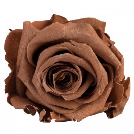 Роза стандарт 6 гол коричневый 2910