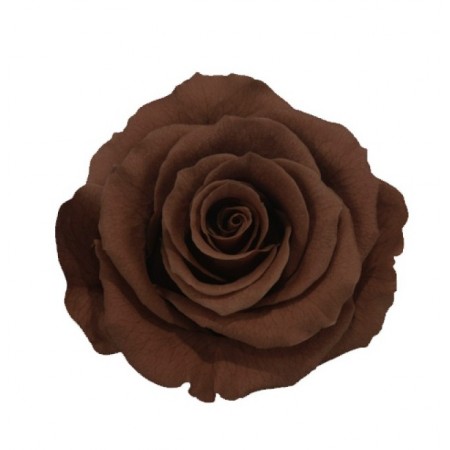 Роза стандарт 6 гол коричневый 2920