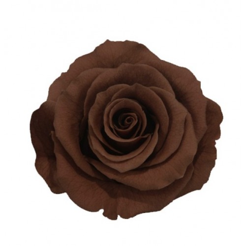 Роза стандарт 6 гол коричневый 2920