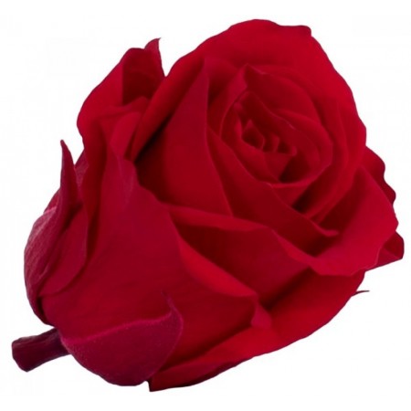 Роза стандарт 6 гол красный 2200