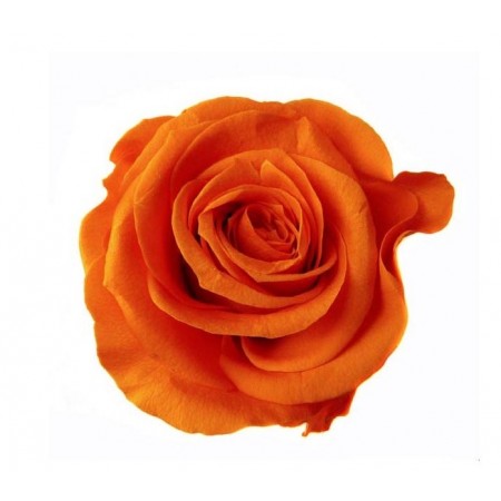 Роза стандарт 6 гол оранжевый 2530