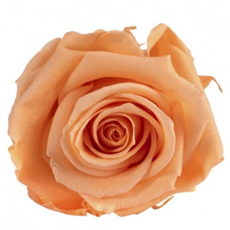 Роза стандарт 6 гол персиковый 2550