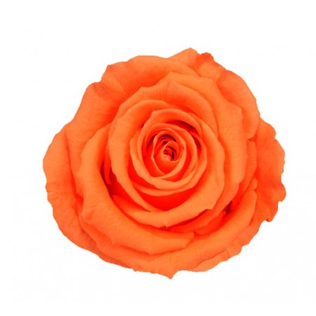 Роза стандарт 6 гол персиковый 2550А