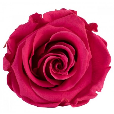 Роза стандарт 6 гол розовый 2490