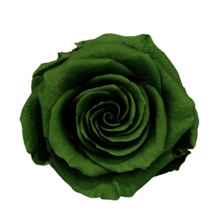 Роза стандарт 6 гол зеленый чай 2150