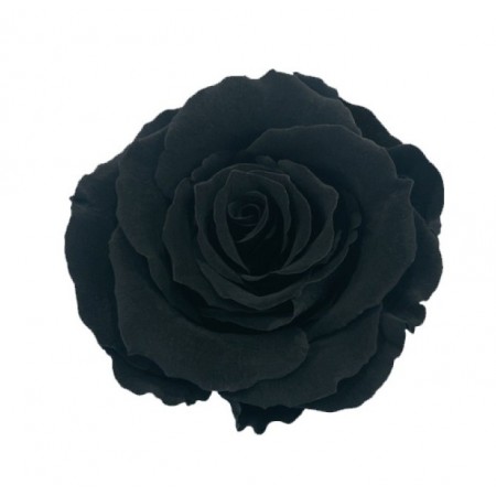 Роза стандарт 6 гол черный 2990