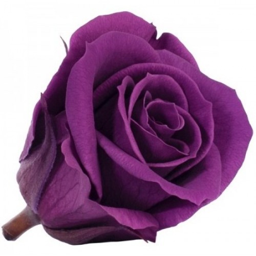 Роза стандарт навал фиолетовый 0710
