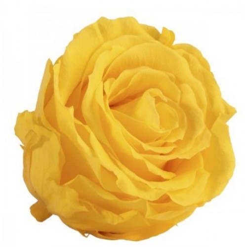 Роза стандарт навал желтый 0360