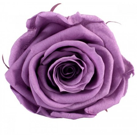 Роза стандарт 6 гол фиолетовый 2830