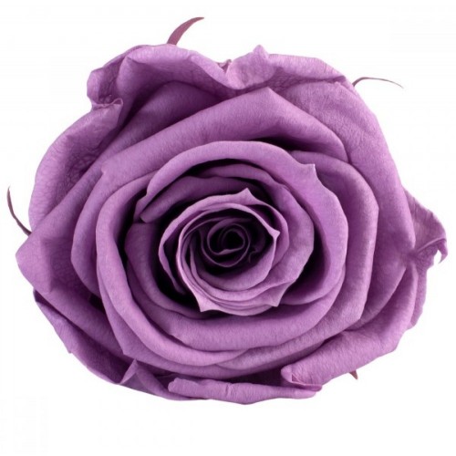 Роза стандарт навал фиолетовый 0830