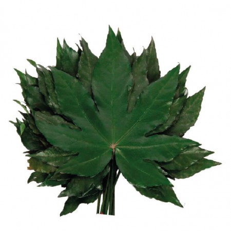 Аралия листья темно-зеленый