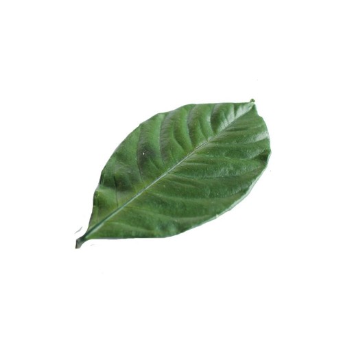 Гардения листья зеленый