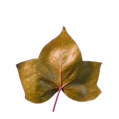 Плющ листья коричневый