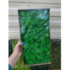Стабилизированный мох ягель Зеленое Яблоко 50 гр. упаковка