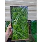 Стабилизированный мох ягель Зеленый Лайм 50 гр. упаковка