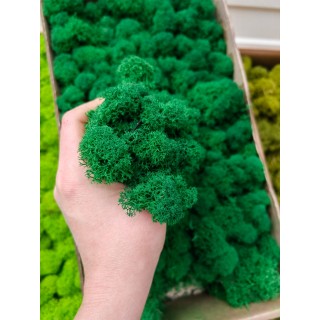 Стабилизированный мох ягель Зеленый Натурал 500 гр. упаковка