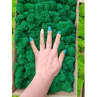 Стабилизированный мох ягель Зеленый Натурал 4 кг. упаковка