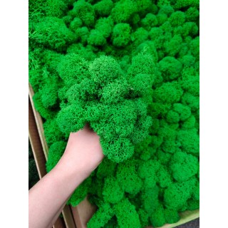 Стабилизированный мох ягель Зеленое Яблоко 500 гр. упаковка