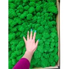 Стабилизированный мох ягель Зеленый Лайм 4 кг. упаковка
